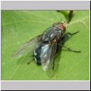 Calliphora vicina - Schmeissfliege 05.jpg